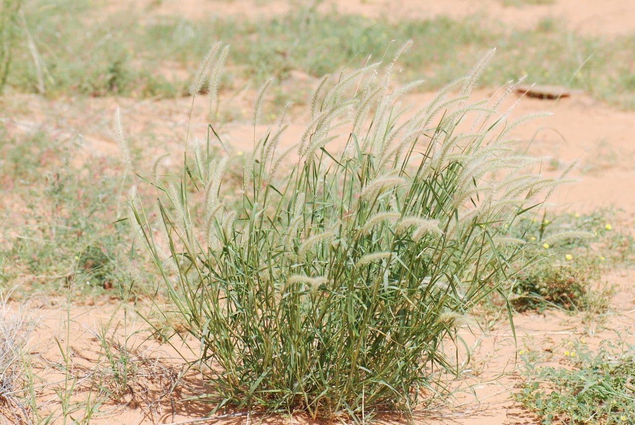 Cenchrus violaceo 6