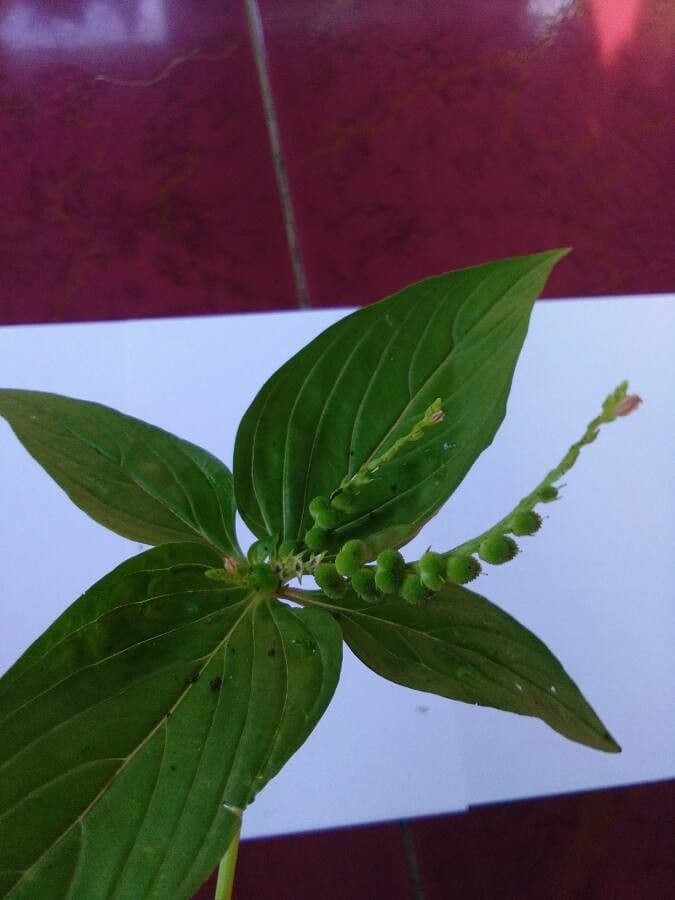 Spigelia 3