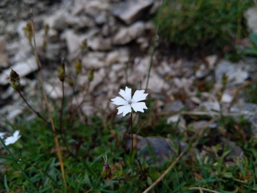 Silene pusilla 5