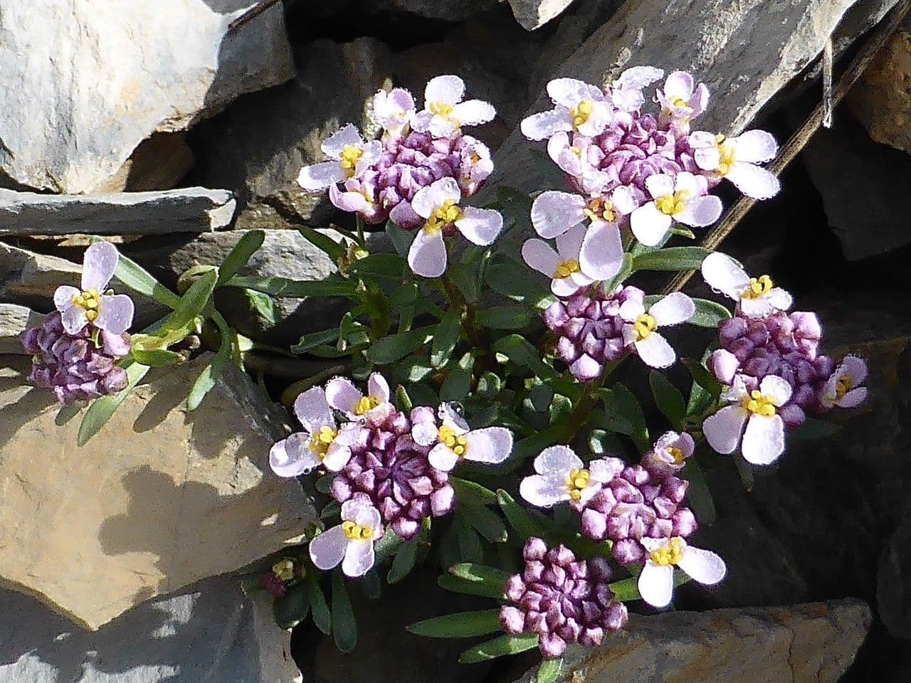 Iberis di Auronsa 2