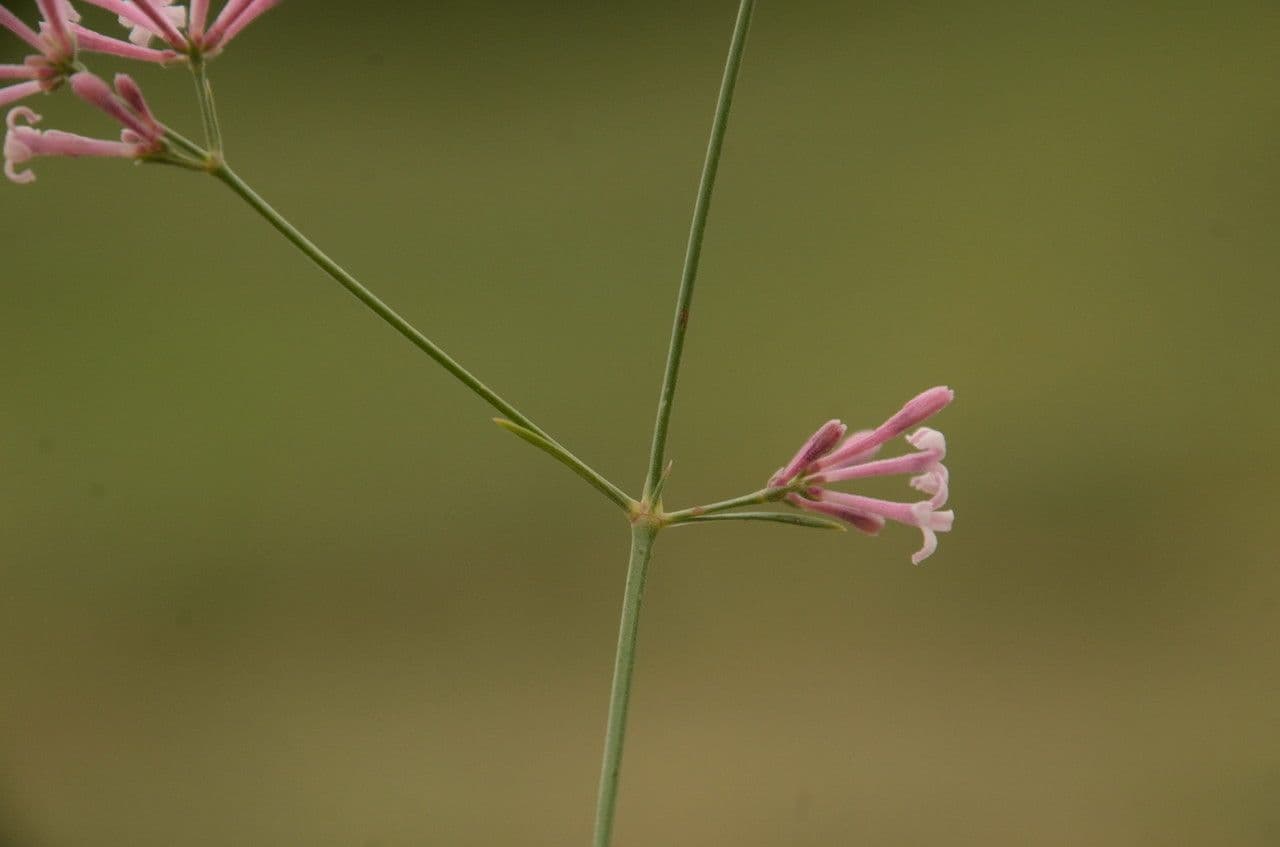 Asperula aristata 21