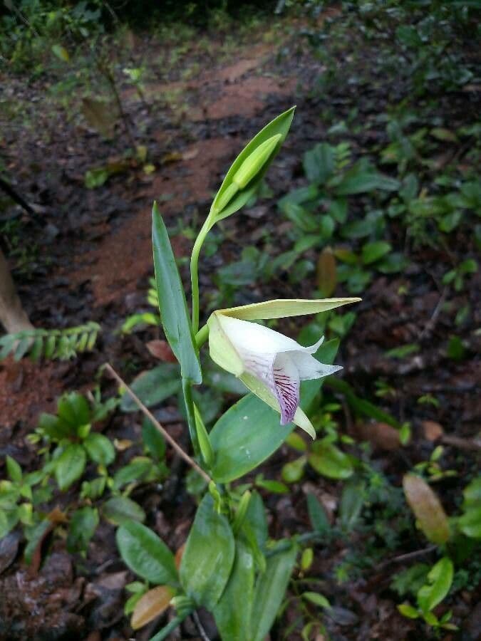 Orchidea 3