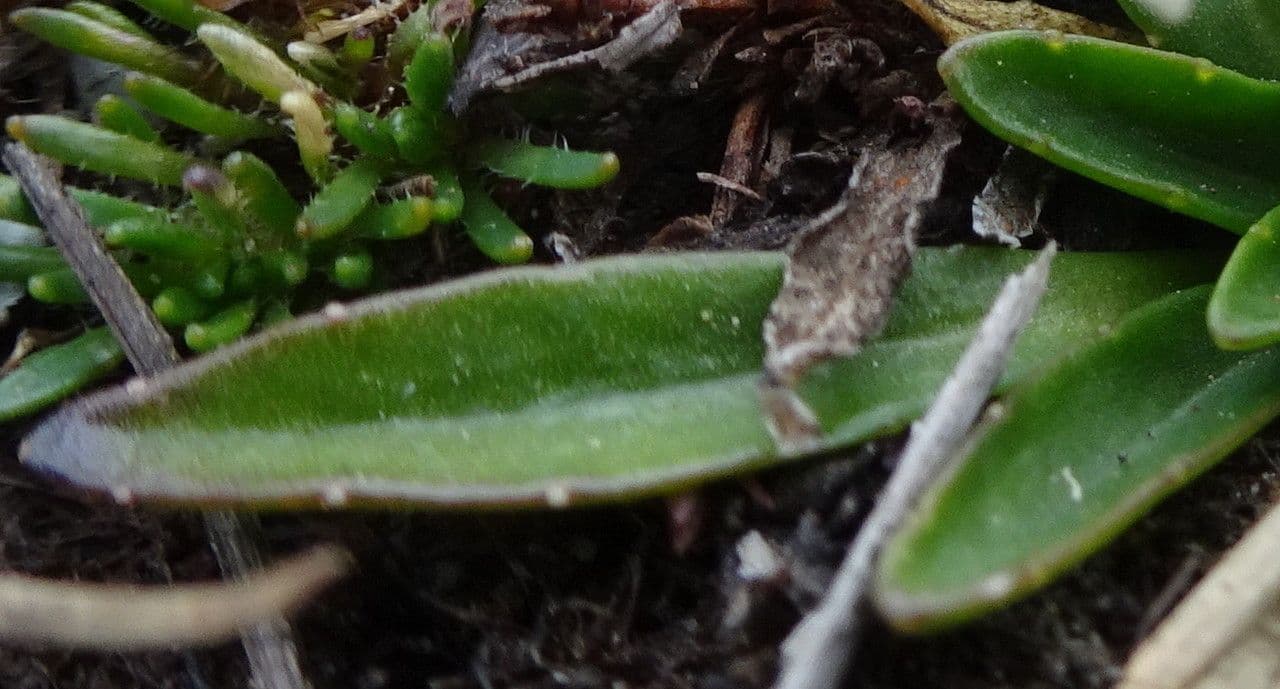 Lysipomia 5