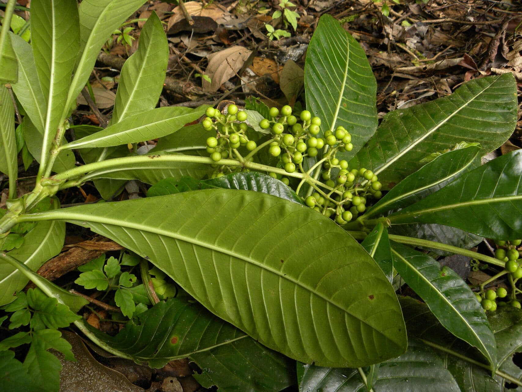 Große Psychotria 11
