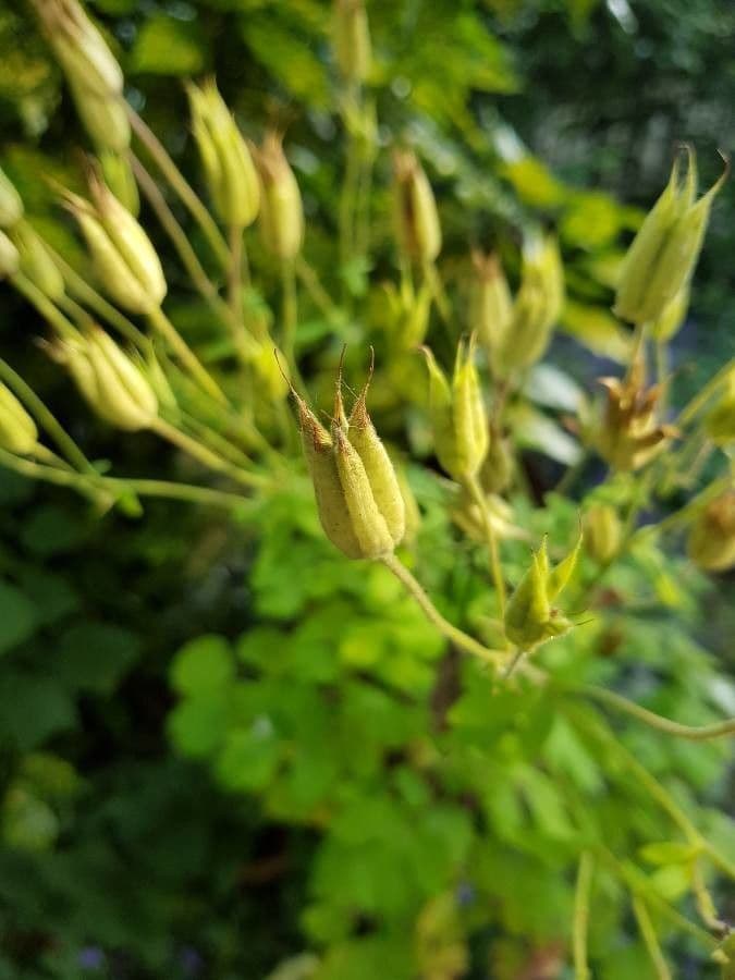 Aquilegia comune 3