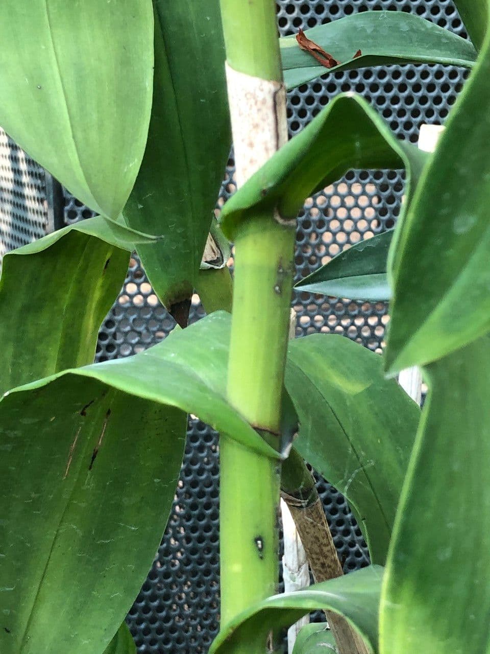 Epidendrum z Atacazo 20