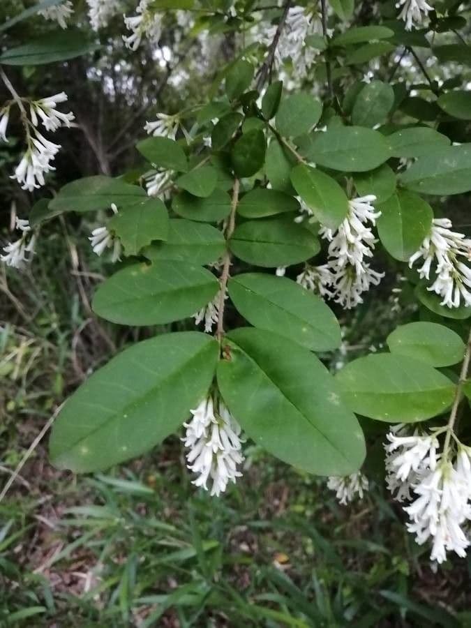 Border privet 6