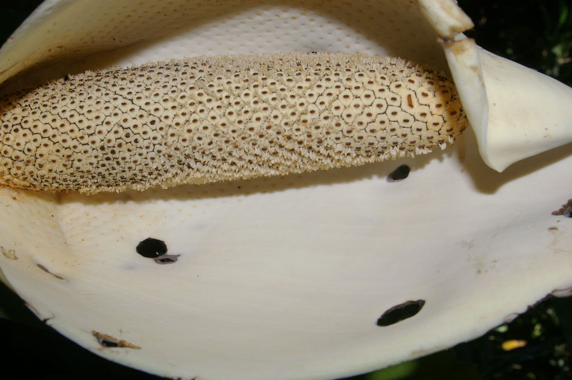 Monstera
