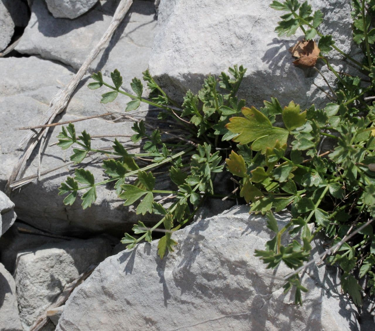 Pimpinella tragium 10