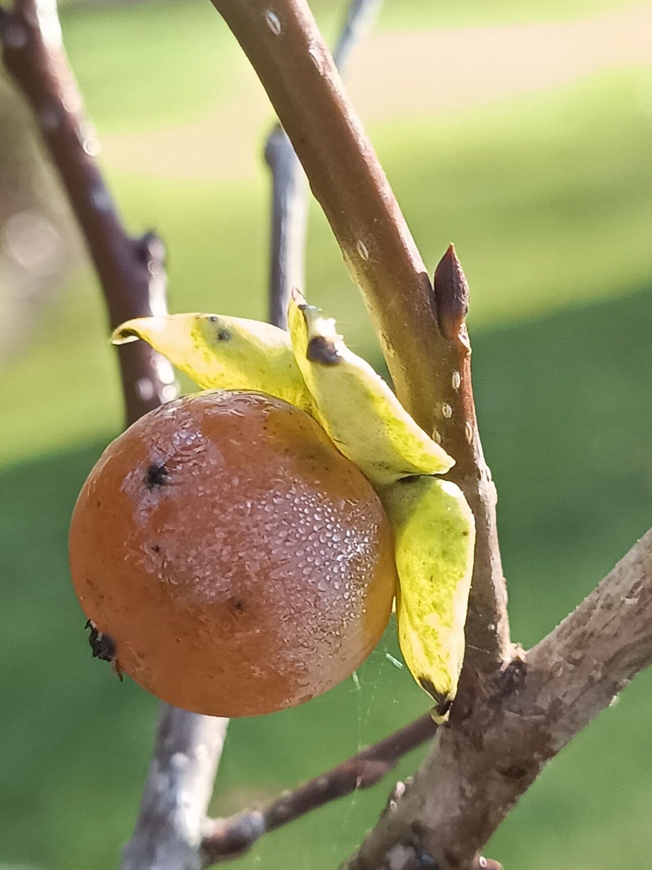 Diospyros 5