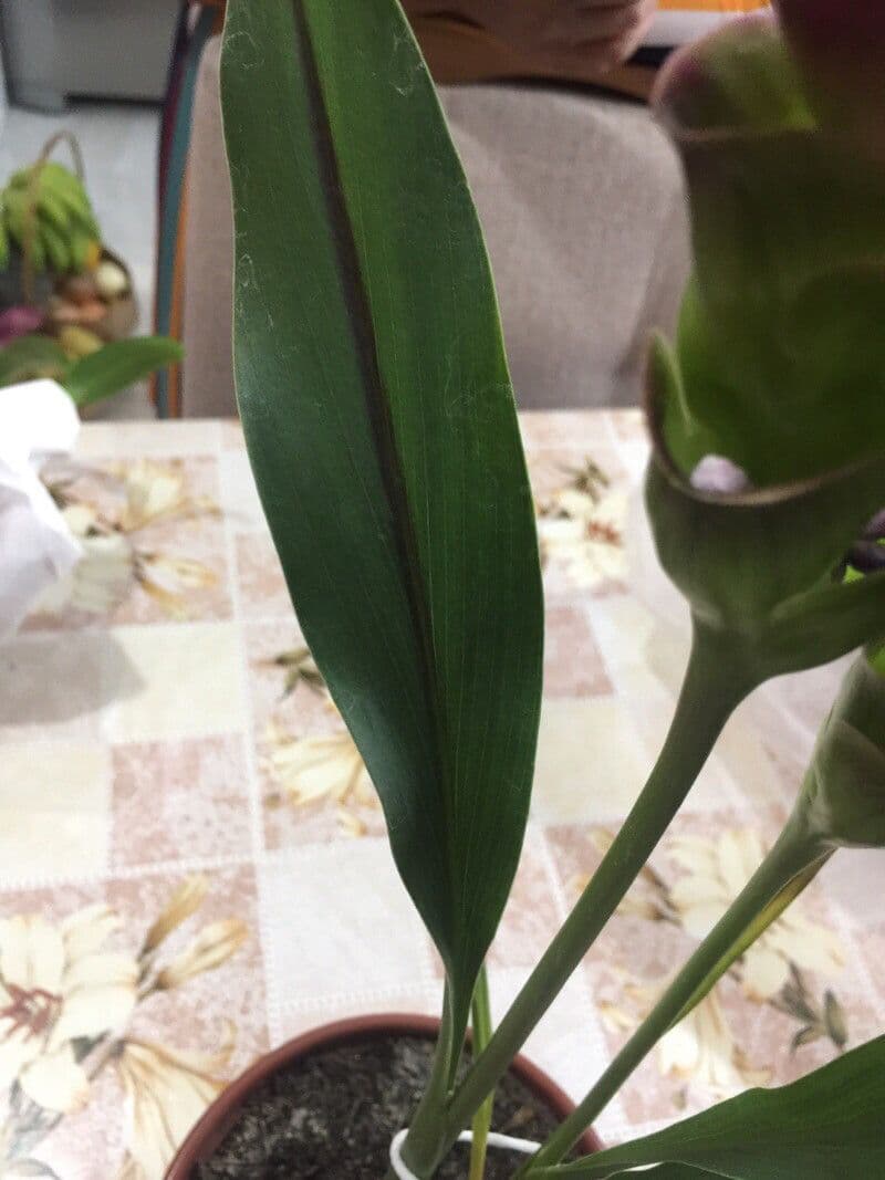 Siam-Tulpe 13