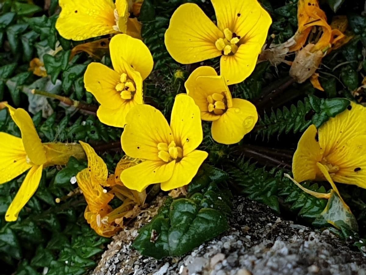 Morisia monanthos 5