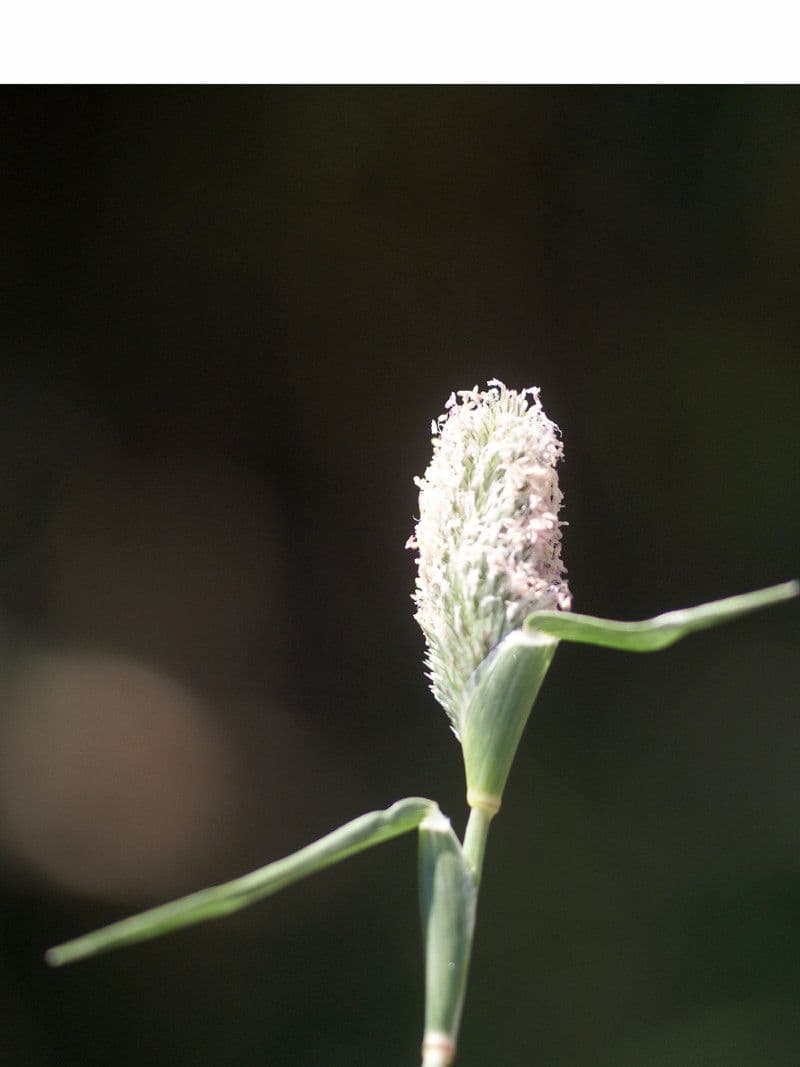 Crypsis schoenoides 10