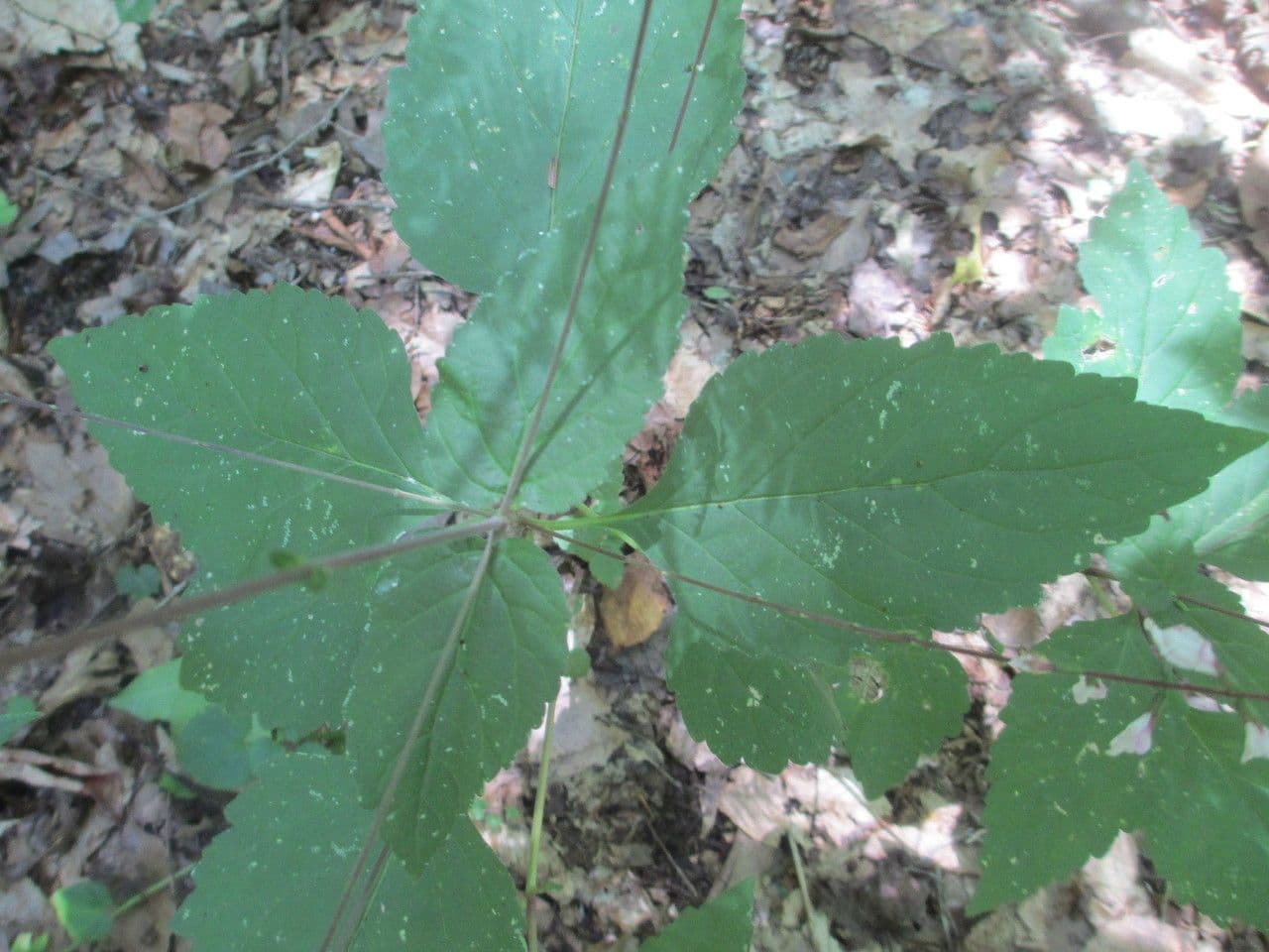 Phryma leptostachya 14