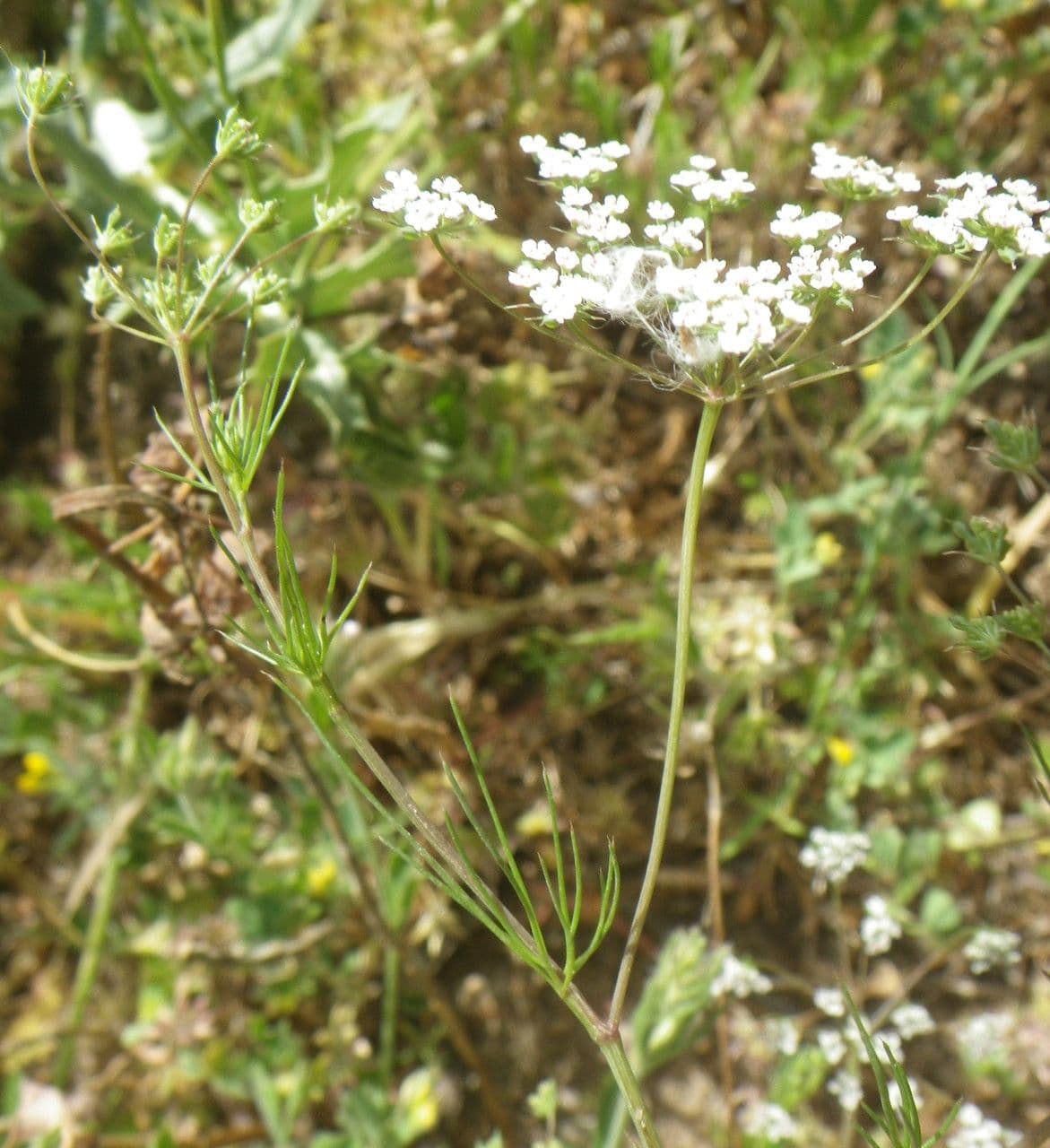 Ammoides pusilla 8