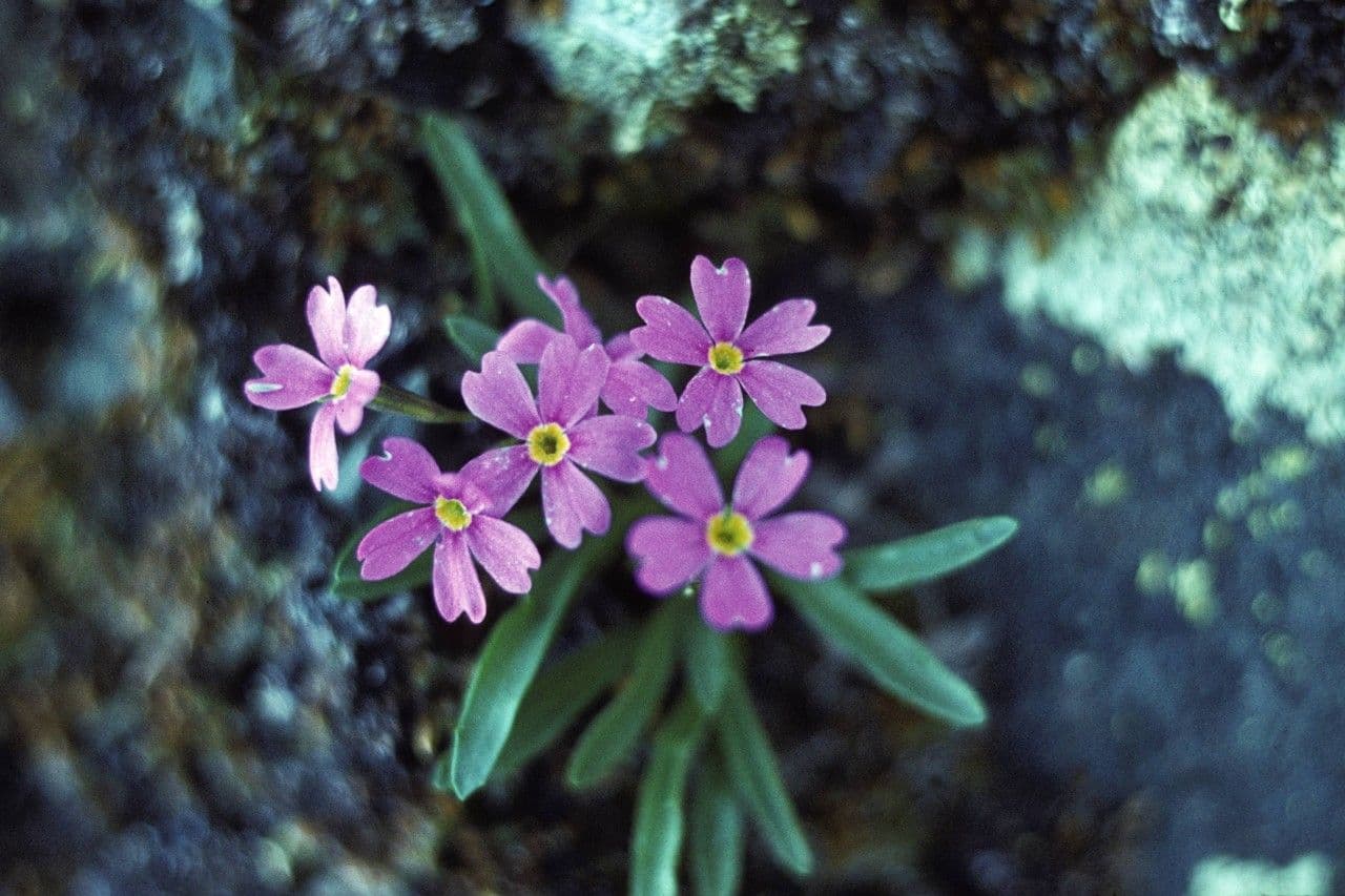 Primula 4