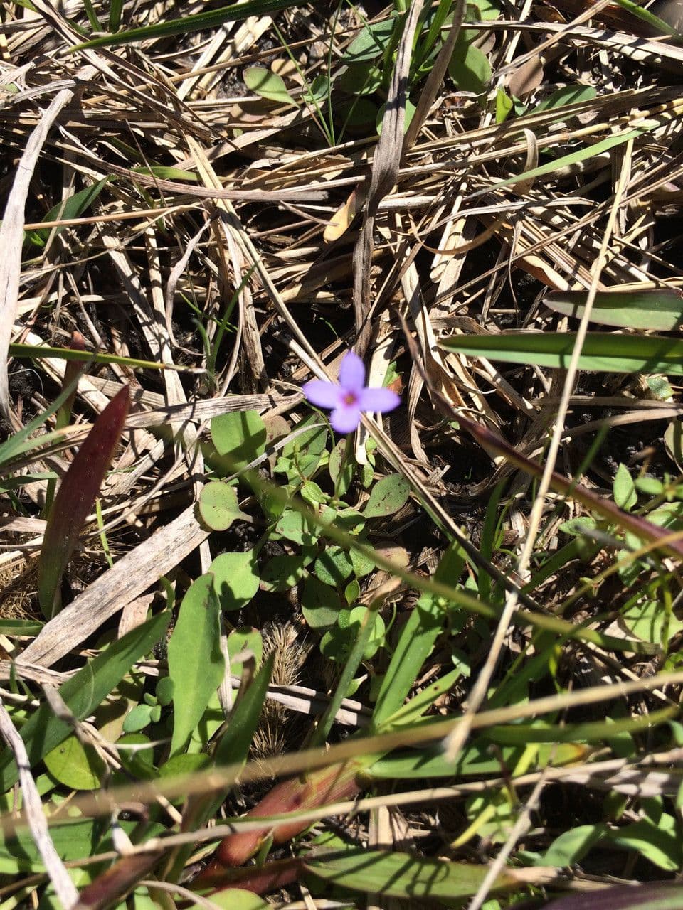 Houstonia minuta 8