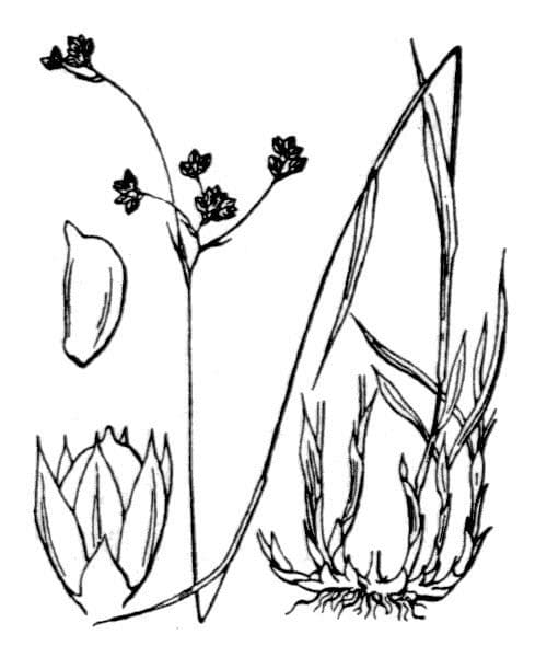 Alpen-Haar-Simse 30
