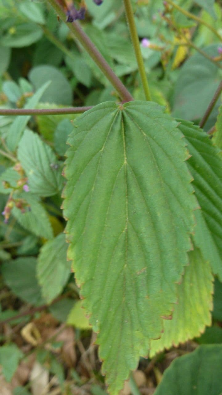 Pyramidenblume 18