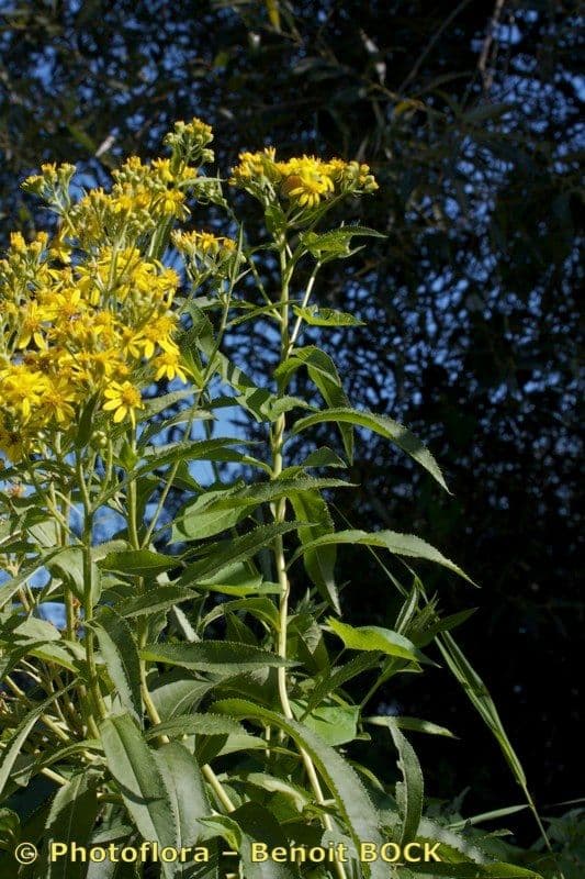 Senecio sarracenico 17