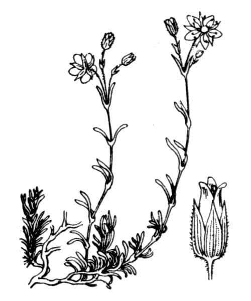 Minuartia recurva 24