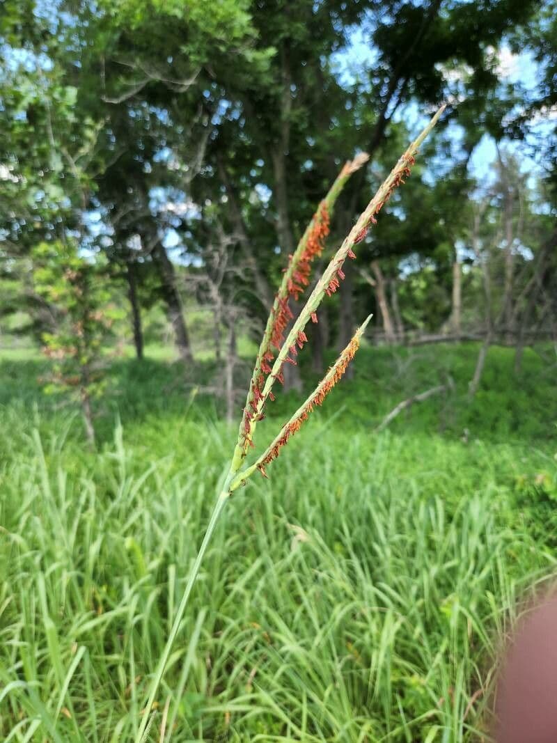 Tripsacum dactyloides 10