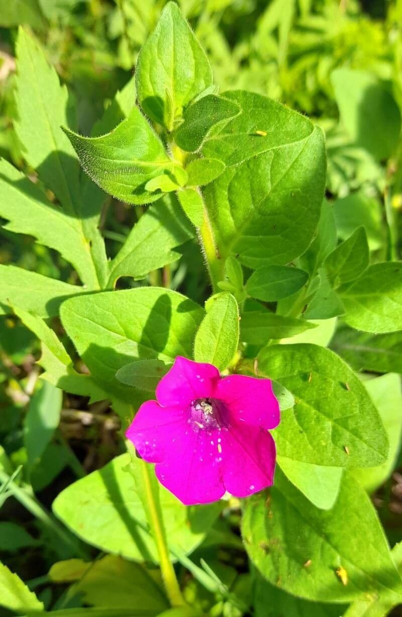 Petunia 8
