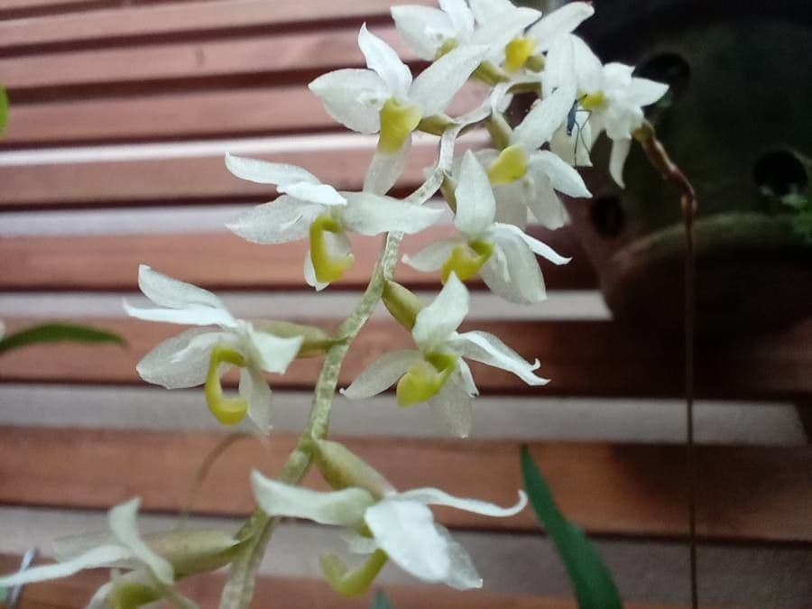 Dendrochilum 4