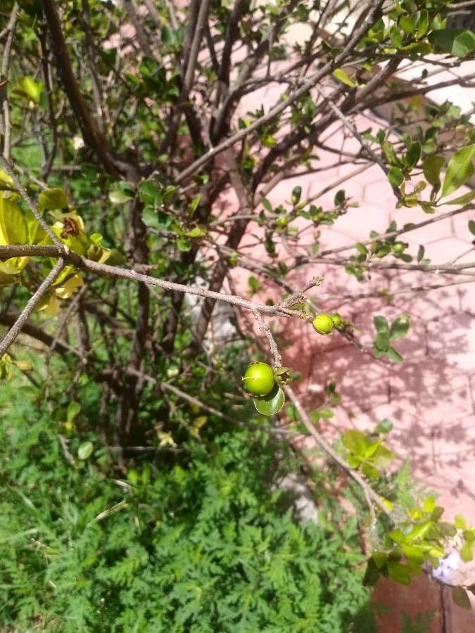 Manaca 5