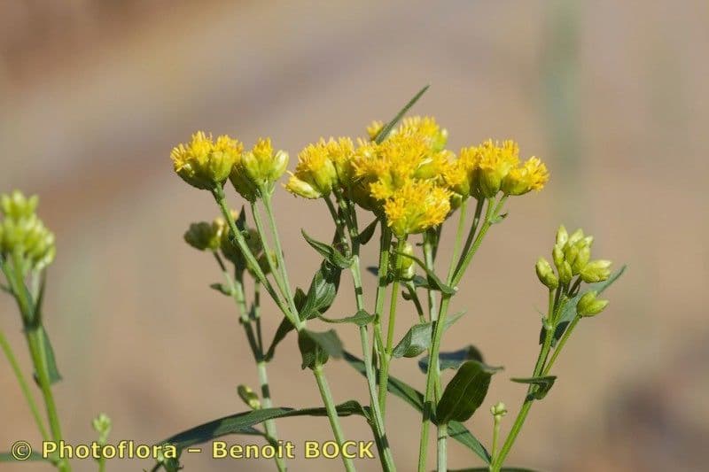 Euthamia graminifolia 27