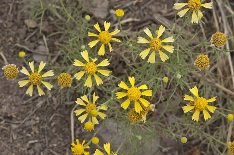 Hymenoxys wonny 7