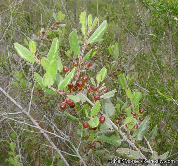 Spiny redberry 8