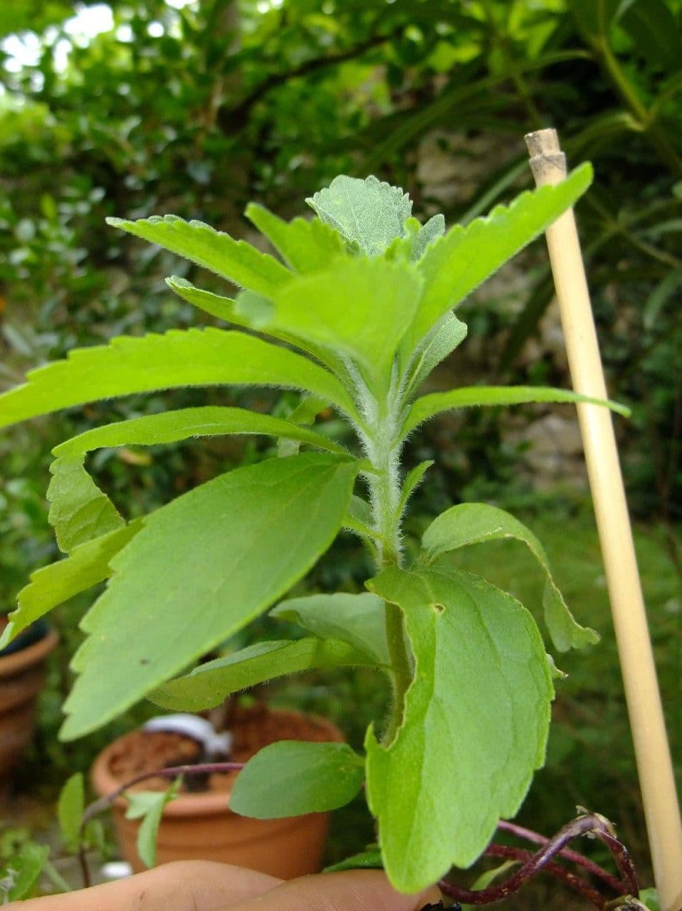 Stevia 11