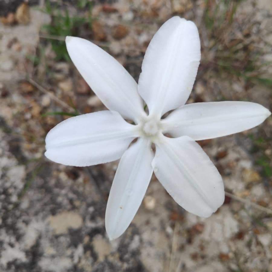 Milla biflora 2