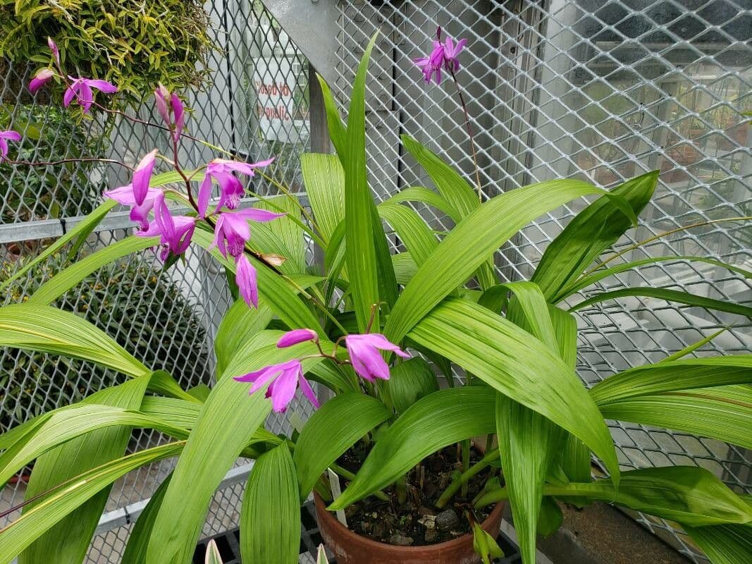 Bletilla striata 8