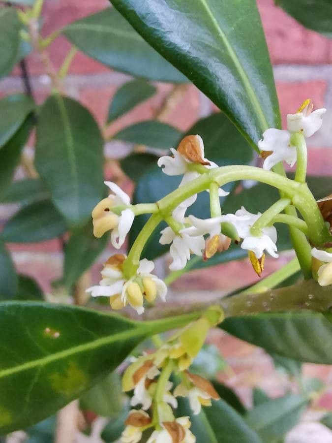 Picconia excelsa