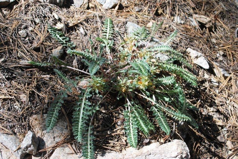 Pedicularis semibarbata 9
