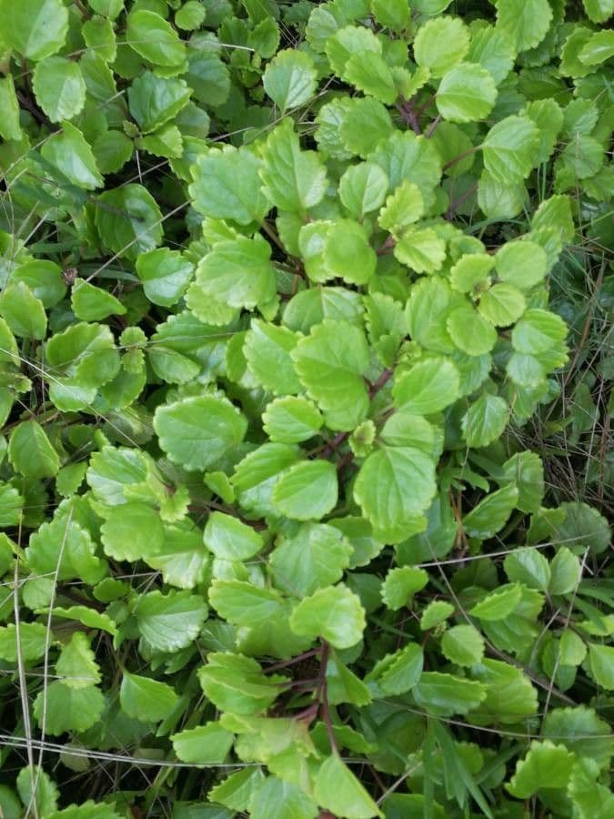 Plectranthus 12