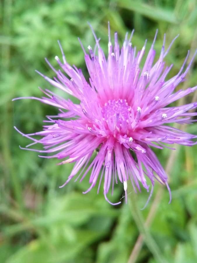 Graue Distel 5