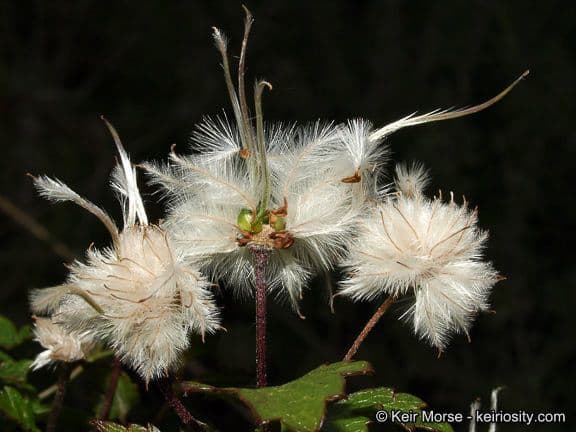 Clematide a pochi fiori