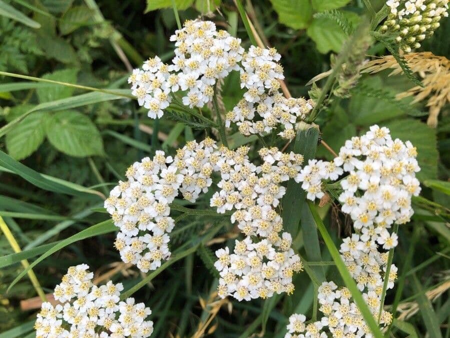 Achillée millefeuille 24