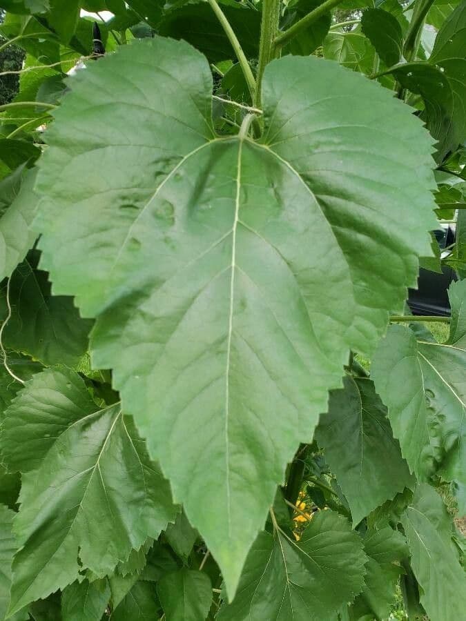 Tournesol géant 16