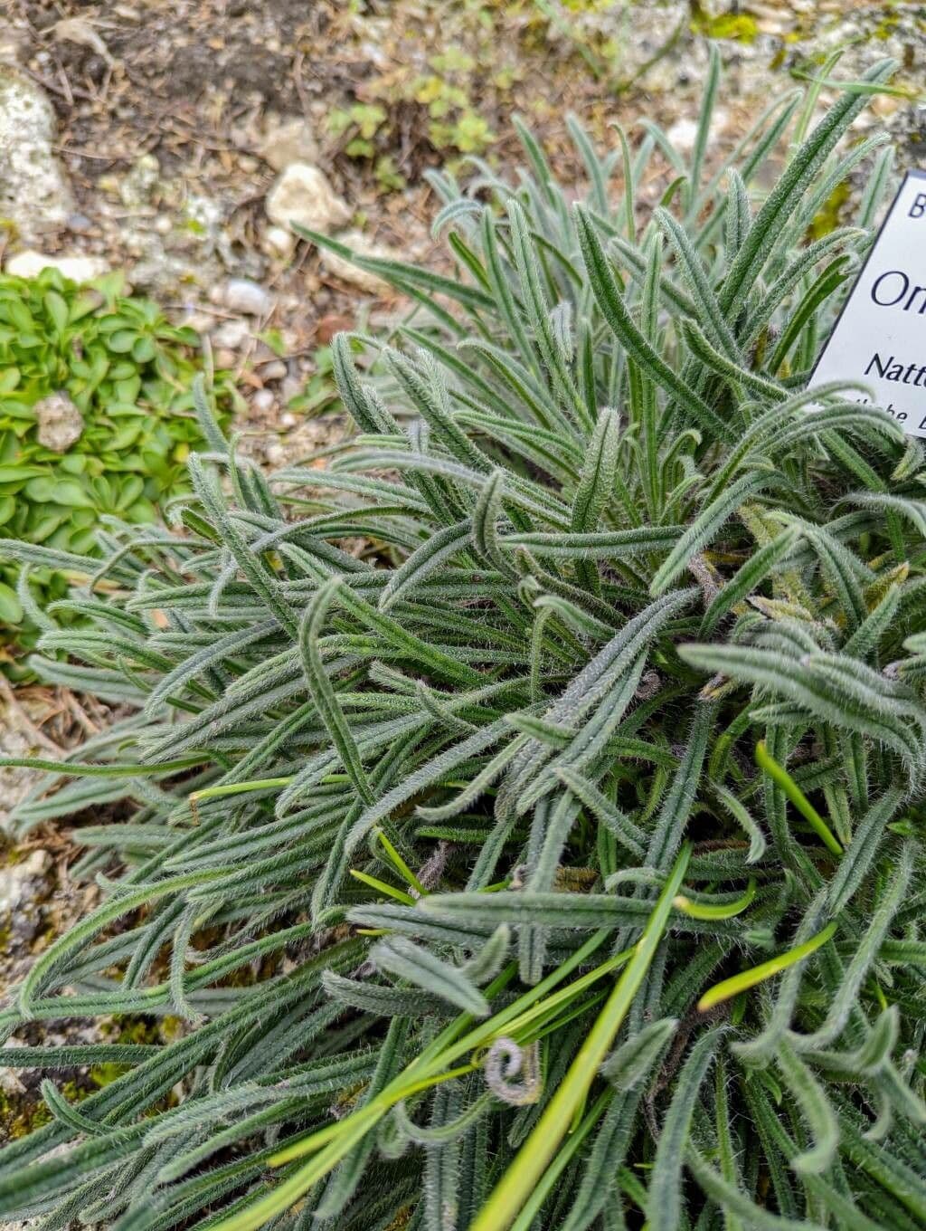 Onosma 4