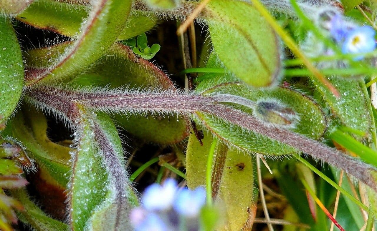 Miosotide ramosissima 23