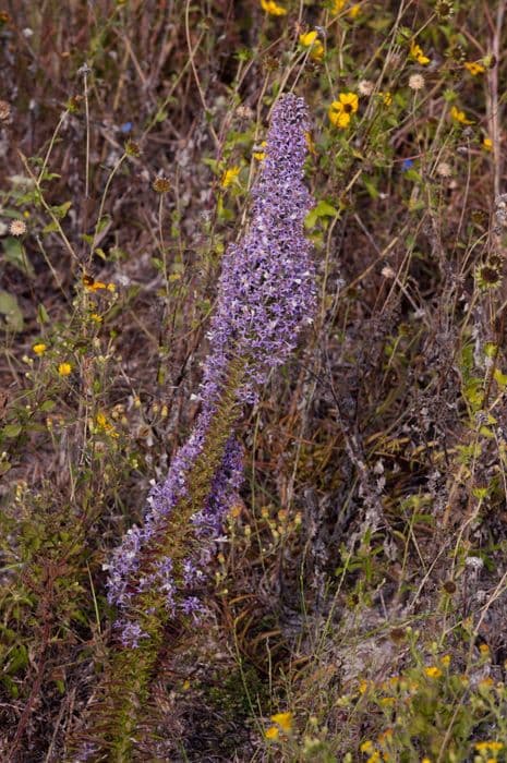 Liatris elegans 10