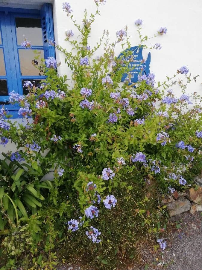 Plumbago auriculata 12