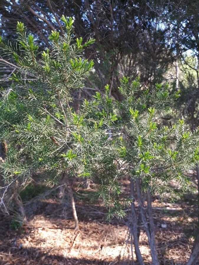 Melaleuca ericifolia 7