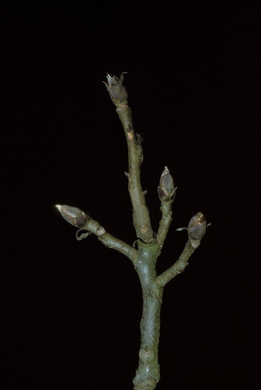 Noyer de pécans 8