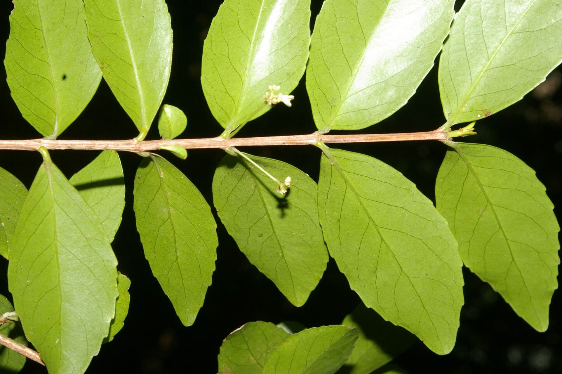 Gyminda