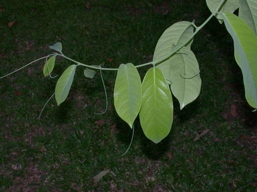 Passiflora 11